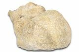 Fossil Mosasaur (Tylosaurus?) Vertebra - Kansas #382068-1
